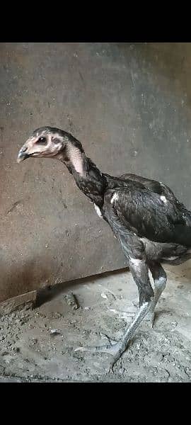 imported genoi thai 100% quality birds 2