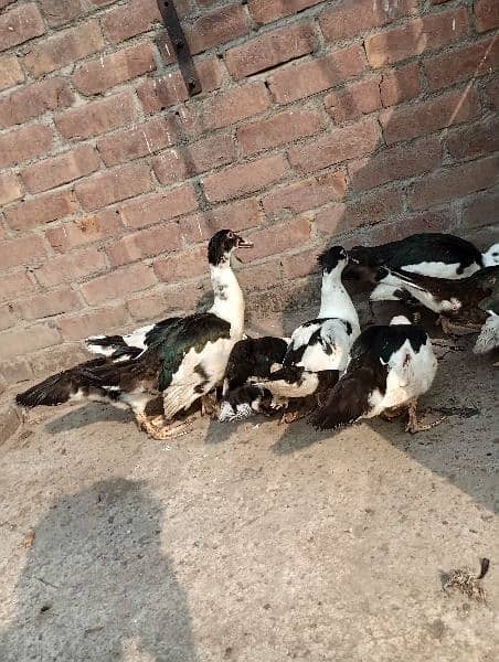 muscovy ducks 1