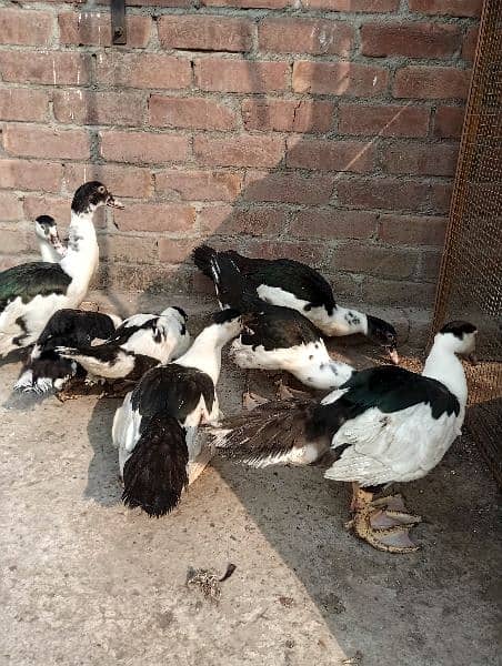 muscovy ducks 2