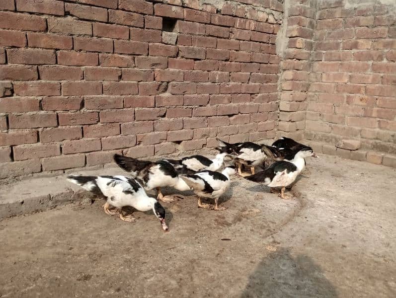 muscovy ducks 7