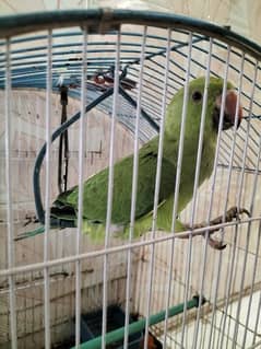 Male Parrot.