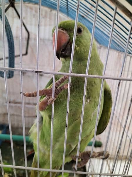 Male Parrot. 1