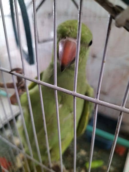 Male Parrot. 2
