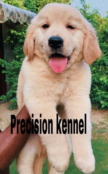 Golden retriever imported  pedigree puppies 2