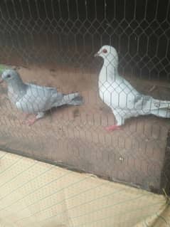 peshuri pigeon