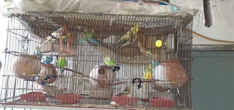 Budgie for sale urgent 0