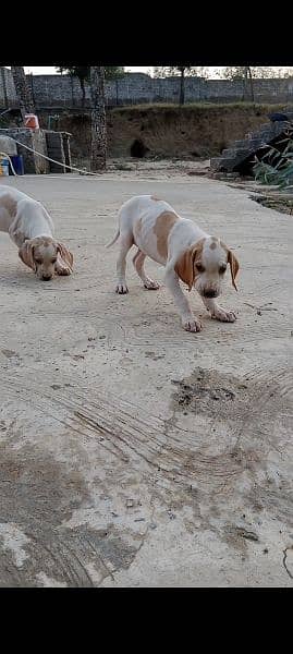 English Pointer puppies 1