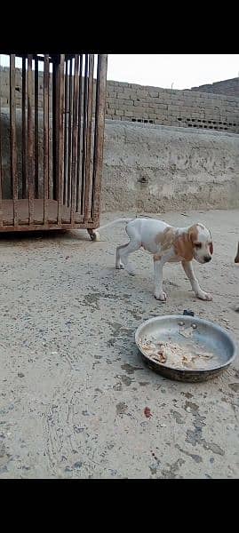 English Pointer puppies 3