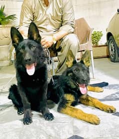 German shepherd pair available for sale
