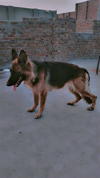 German shepherd female for sale 1