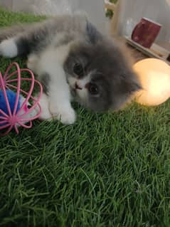 Persian grey and white female kitten punch face 40 days