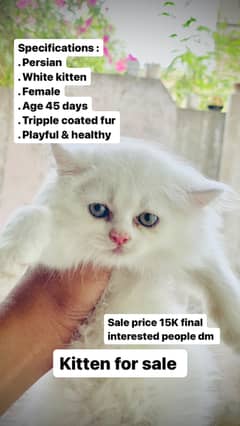 Tripple coated persian kitty white colour female 45 days old playfull 0