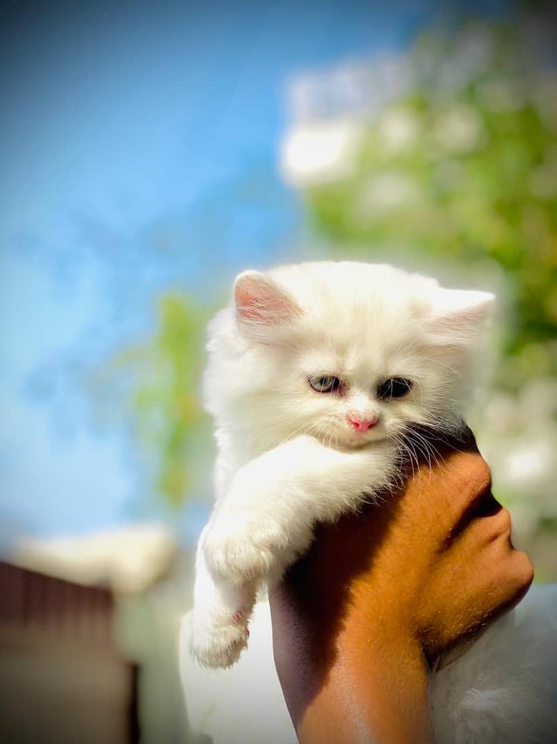 Tripple coated persian kitty white colour female 45 days old playfull 1