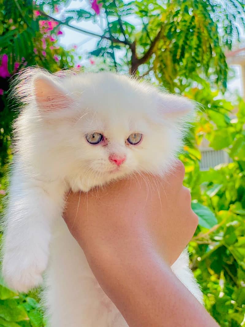 Tripple coated persian kitty white colour female 45 days old playfull 2