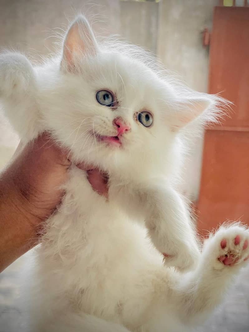 Tripple coated persian kitty white colour female 45 days old playfull 3