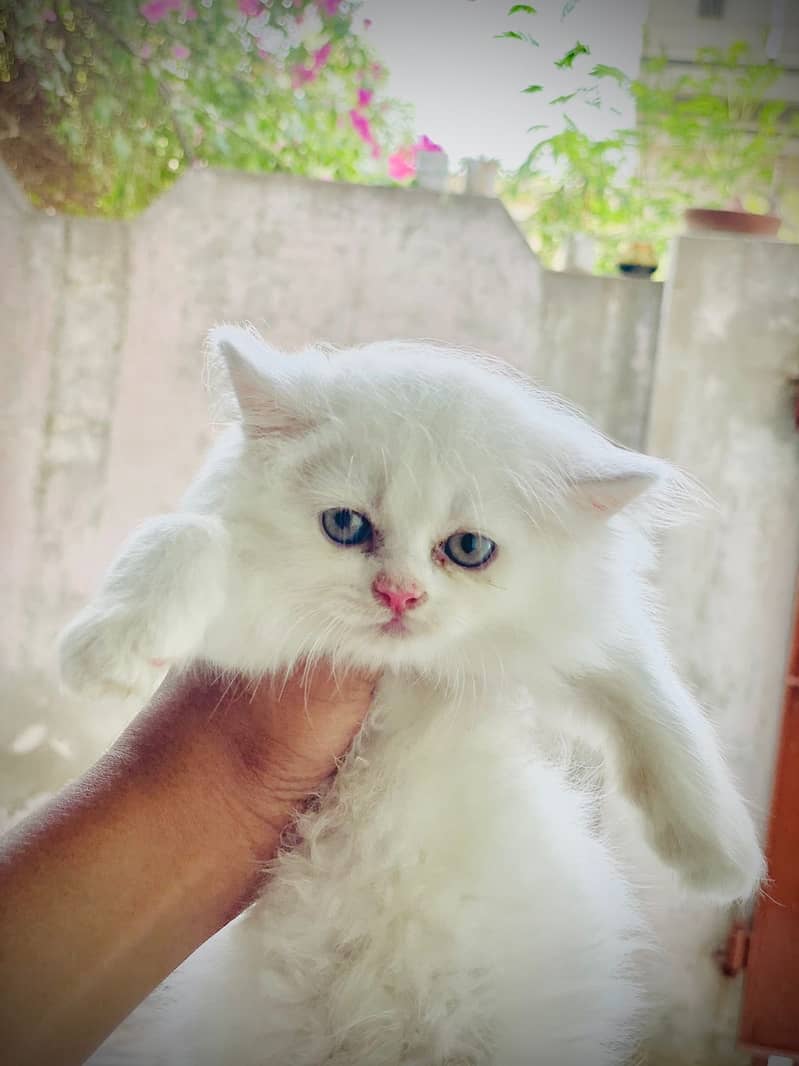 Tripple coated persian kitty white colour female 45 days old playfull 4