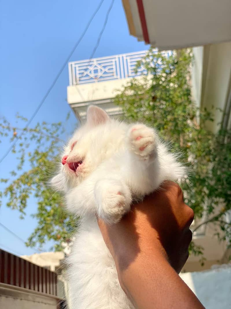 Tripple coated persian kitty white colour female 45 days old playfull 5