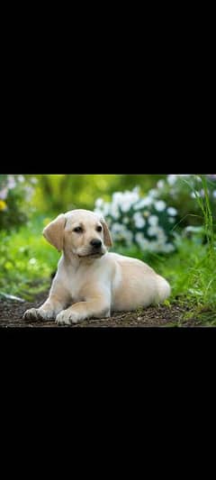 Labrador puppy for sale 0