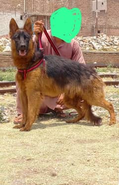 German shepherd proper long coat male age 4 months available for sale 0