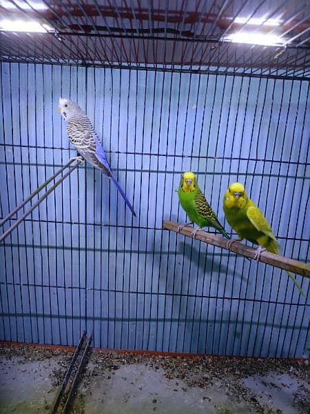 budgies & love bird 3