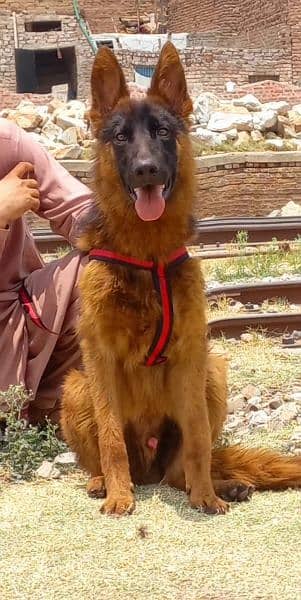 German shepherd proper long coat male age 4 months available for sale 1