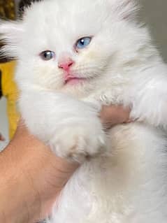 persian cat / persian kitten / triple coated/ punch face