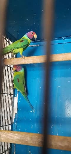 Indian Nippali Parrots For Sale