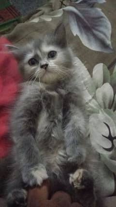 Russian Kitten Rare breed