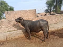 Neli nasal ka bull for sale best breeder contact no 03007739416