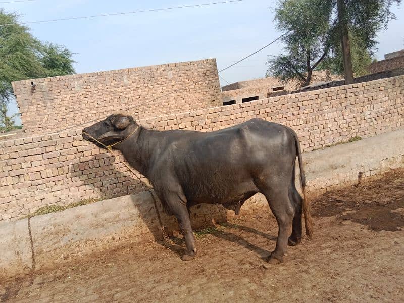 Neli nasal ka bull for sale best breeder contact no 03007739416 1