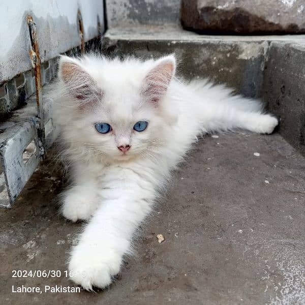 Persian Kittens | Punch Face | Trippel Coat | Kittens For Sale 1