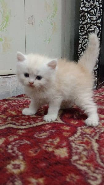 Persian Kittens | Punch Face | Trippel Coat | Kittens For Sale 4