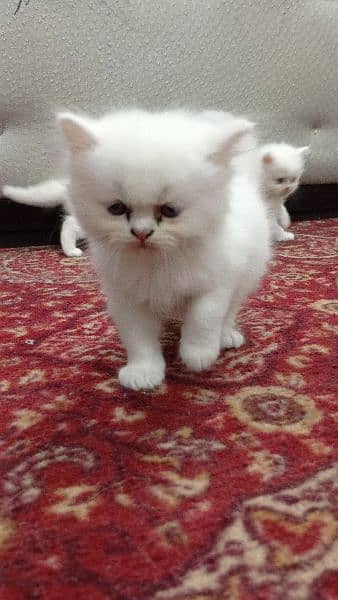Persian Kittens | Punch Face | Trippel Coat | Kittens For Sale 6
