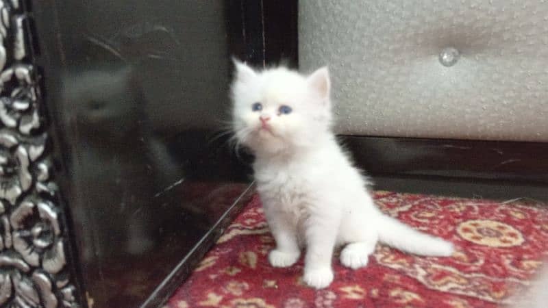 Persian Kittens | Punch Face | Trippel Coat | Kittens For Sale 8