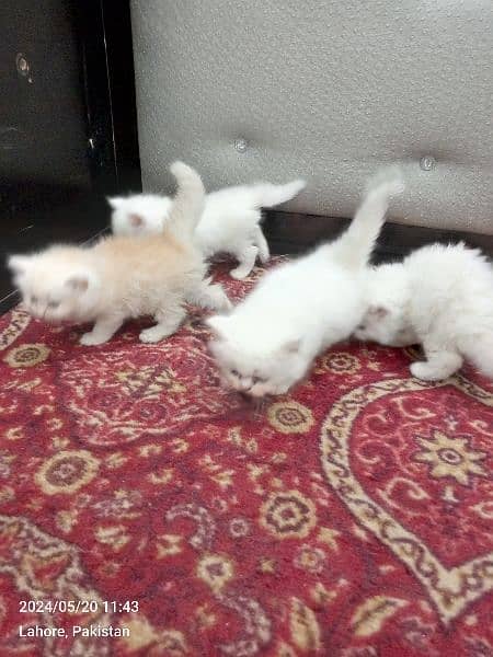 Persian Kittens | Punch Face | Trippel Coat | Kittens For Sale 9