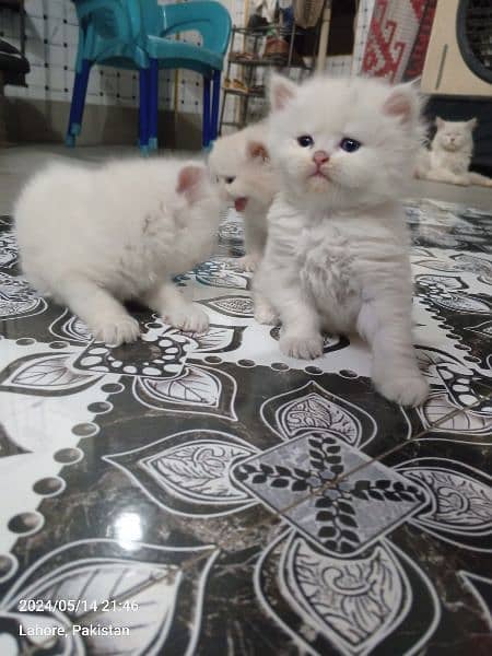 Persian Kittens | Punch Face | Trippel Coat | Kittens For Sale 10