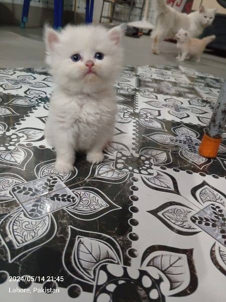 Persian Kittens | Punch Face | Trippel Coat | Kittens For Sale 11