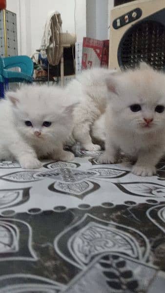 Persian Kittens | Punch Face | Trippel Coat | Kittens For Sale 12