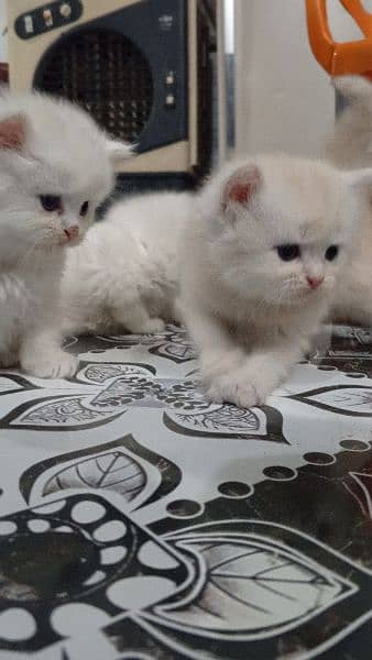 Persian Kittens | Punch Face | Trippel Coat | Kittens For Sale 13