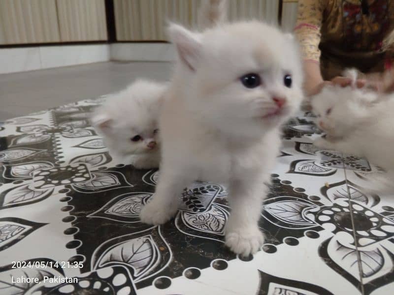 Persian Kittens | Punch Face | Trippel Coat | Kittens For Sale 14