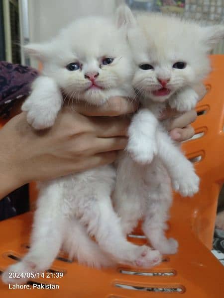 Persian Kittens | Punch Face | Trippel Coat | Kittens For Sale 15