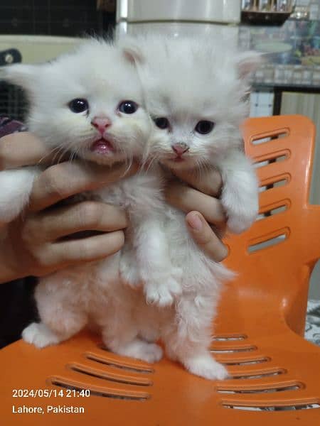 Persian Kittens | Punch Face | Trippel Coat | Kittens For Sale 16