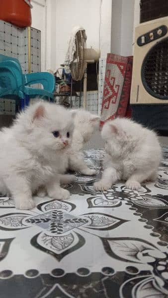 Persian Kittens | Punch Face | Trippel Coat | Kittens For Sale 17