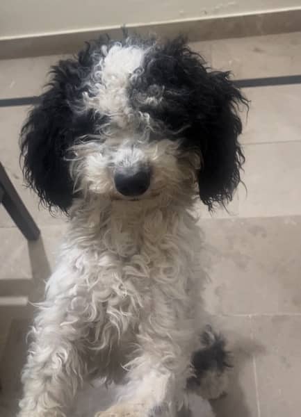 POODLE\poodle dog\Dog for sale\poodle puppies 0