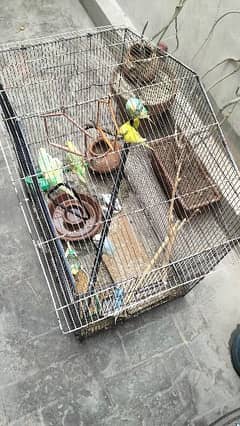 Australian parrot and large cage
