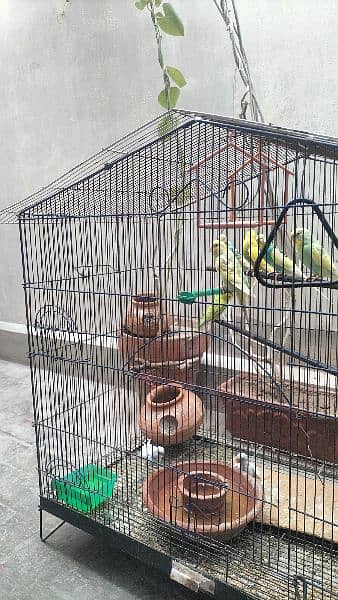 Australian parrot and large cage 2