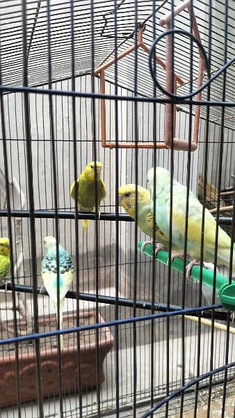 Australian parrot and large cage 3