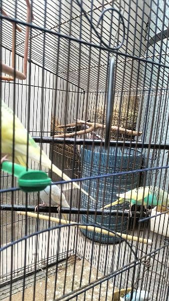Australian parrot and large cage 4
