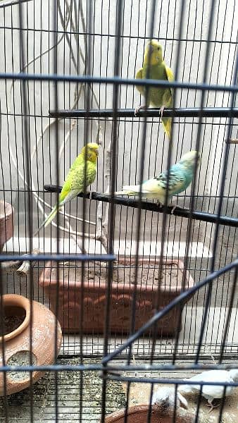 Australian parrot and large cage 5