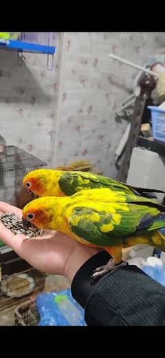 Tamed Sun Conure Red Factor
